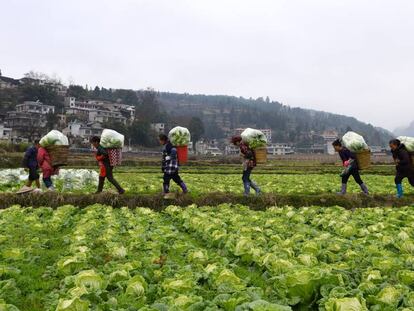 Um grupo de agricultores na província chinesa de Guizhou