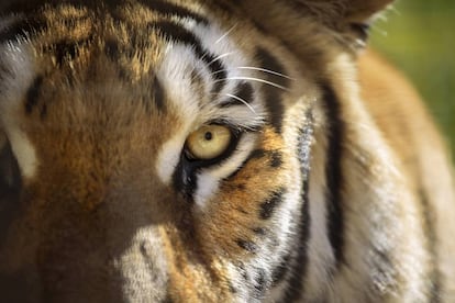 El ojo de un tigre en el parque de Cabárceno en Cantabria.