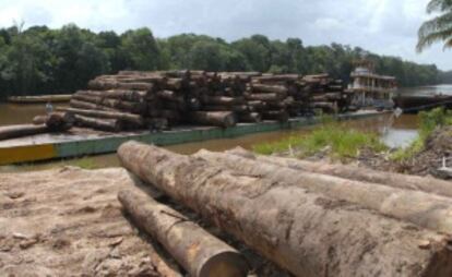 Trees felled in the Amazon region.