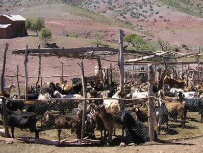 Al principio, la leche de animales como las cabras se consum&iacute;a convirti&eacute;ndola en productos como el queso