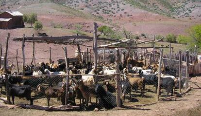 Al principio, la leche de animales como las cabras se consum&iacute;a convirti&eacute;ndola en productos como el queso