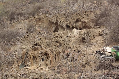 Tallos de plantas calcificados (toba) en el barranco de Calabozo.