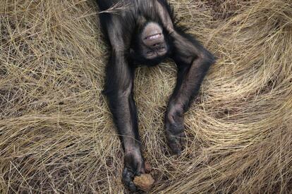 A menudo, los animales han sufrido daños físicos y psicológicos, pero con los cuidados, atención y compasión de los cuidadores y voluntarios, los chimpancés inician el largo camino de la independencia y aprenden a sobrevivir en lo salvaje. En la imagen, el macho dominante del grupo se relaja sobre paja.