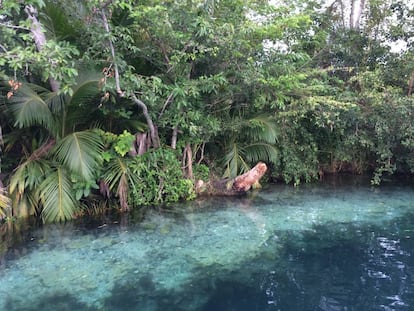 Una de las orillas del cenote Esmeralda en la laguna de Bacalar.