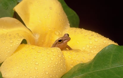 Una rana arbórea coquí se asoma desde una flor de canario.
