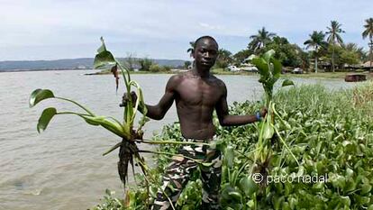 Los jacintos que casi ahogan al lago Victoria
