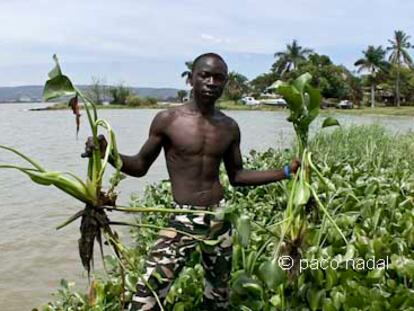 Los jacintos que casi ahogan al lago Victoria