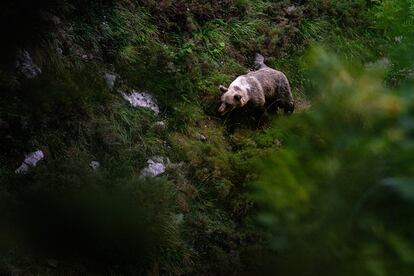 El parque natural de Somiedo, en Asturias, es una joya en el corazón de la cordillera Cantábrica. Con elementos de flora y fauna únicos, alberga además una asombrosa biodiversidad: desde el diminuto reyezuelo listado hasta el oso pardo, uno de los mamíferos más grandes de Europa. La osa fotografiada deambula entre árboles frutales. Si bien es una especie omnívora, el 80% de su alimentación es vegetal: bayas, fruta, hojas…