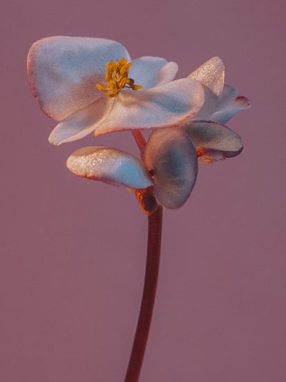 Begonia (‘Begonia semperflorens’).