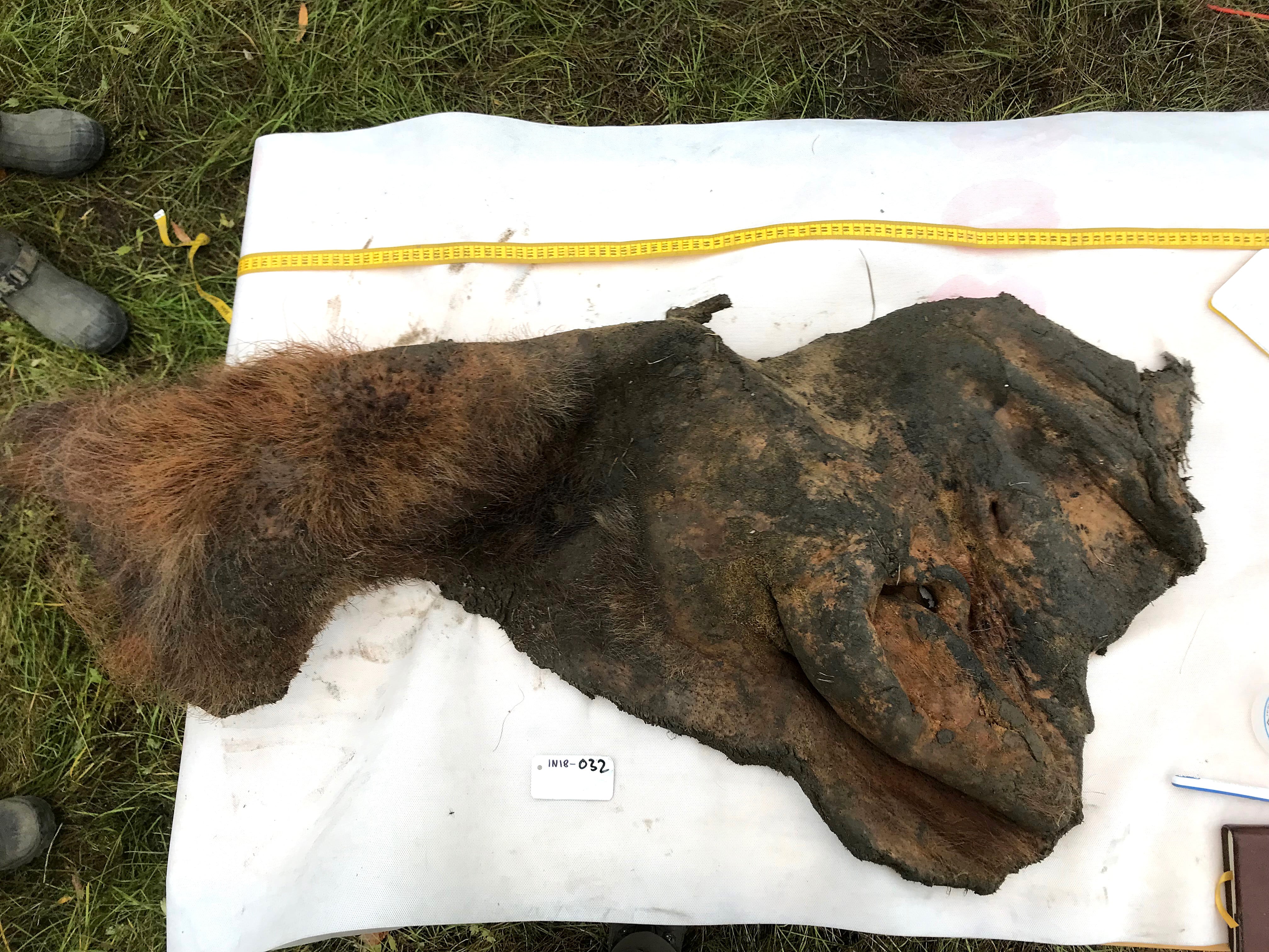 Un pedazo de piel y oreja de mamut encontrados en Siberia en 2018.
