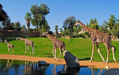 Familia de jirafas recorre la sabana en el Bioparc de Valencia.