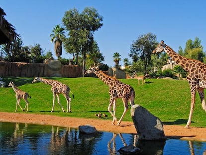 Familia de jirafas recorre la sabana en el Bioparc de Valencia.