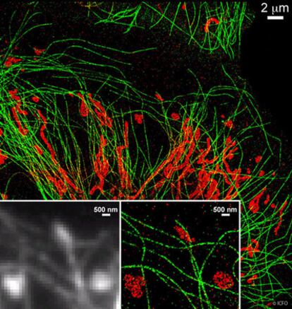 Imagen de microtúbulos de las células (en verde) y de la mitocondria (en rojo) realizada con el nuevo sistema de microscopía STORM del ICFO. Abajo, comparación entre la imagen tomada con un sistema convencional de fluorescencia (en gris) y el STORM.