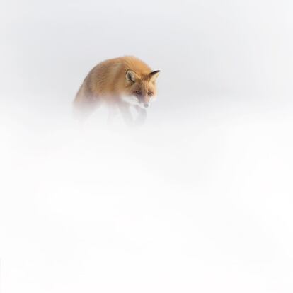 <i>Like a Wolf</i> (como un lobo): un zorro rojo en un paisaje nevado de Japón.