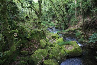 El río San Xusto atraviesa un sombrío bosque altántico a su paso por el monasterio de San Xusto de Toxosoutos (o Toxos Outos), en Lousame.