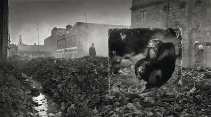 Un chimpancé en un callejón lleno de basura junto a un arroyo.