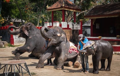 Dumbo junto a otros dos elefantes actuando para un grupo de turistas en el zoo de Phuket.