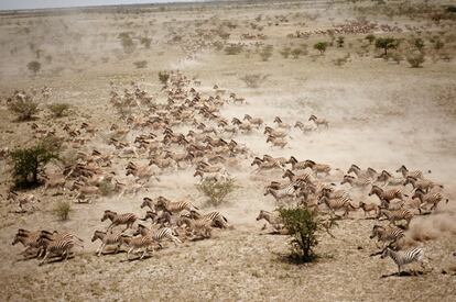 Al comienzo de la estación de lluvias, en noviembre, las cebras del delta del Okavango, en Botsuana, emprenden un viaje hasta las marismas de Makgadikgadi. El río busca su salida al mar, pero termina engullido por el desierto del Kalahari, formando un delta interior que bulle de vida, una reserva natural donde viven miles de elefantes, hipopótamos, jirafas, ñus y cocodrilos.