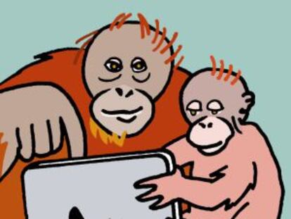 Orangutanes con iPad