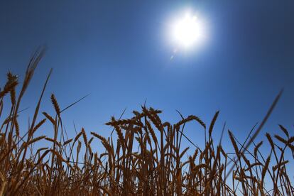 El campo de trigo de la ingeniera agrícola, Carolina Ramos, en Lerma, el pasado 18 de julio. Durante la segunda ola de calor las temperaturas llegaron a los 37°C en la zona.