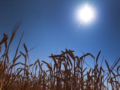 El campo de trigo de la ingeniera agrícola, Carolina Ramos, en Lerma, el pasado 18 de julio. Durante la segunda ola de calor las temperaturas llegaron a los 37°C en la zona.