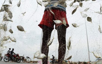 Un pescador indio quita los peces de una red tras su captura matutina en una playa de Chennai (India).