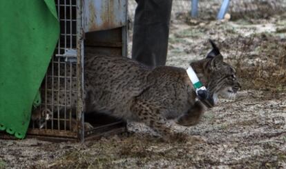 Un ejemplar de lince liberado en Huelva. En el cuello lleva un collar de radioseguimiento.