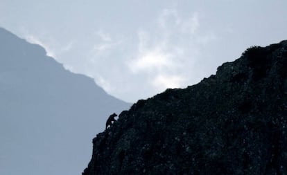 Un oso pardo en el parque natural de las Fuentes del Narcea (Asturias).