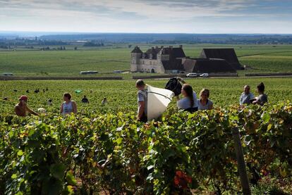 Agricultores cosechan uvas con las que se elaborarán los vinos de Musigny Grand Cru en Vougeot in Burgundy.