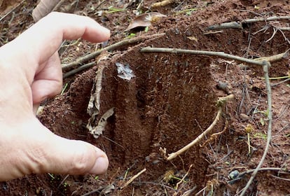 Müller enseña como una hoja y una rama mantienen la tierra bajo su cobertura, en Río Seco (Costa Rica).