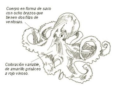 Nombre común: Pulpo
Nombre científico: Octopus vulgaris (Cuvier)
Orden: Octópodos 
Familia: Octopodidae