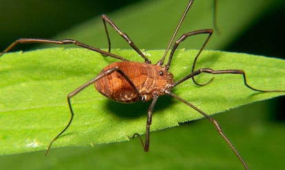 Opilión, 'Hadrobonus grandis'.