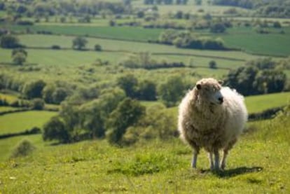 Una oveja en la campiña inglesa.