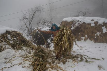 Una mujer recoge paja para su ganado en un campo cubierto de nieve a las afueras de Srinagar (India).