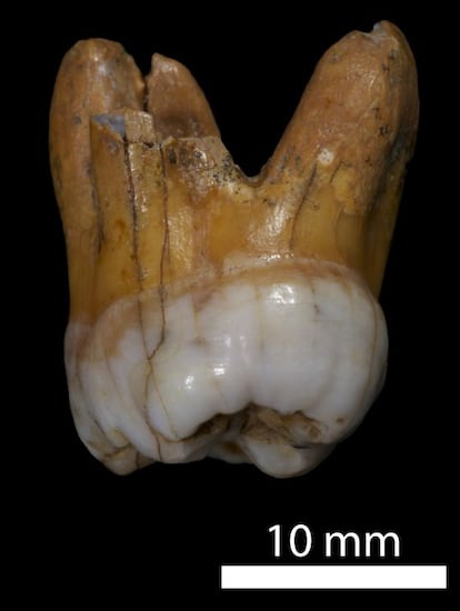 Molar de la cueva de Denisova.