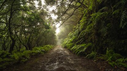 Un camino en el parque rural de Anaga, en la isla de Tenerife.