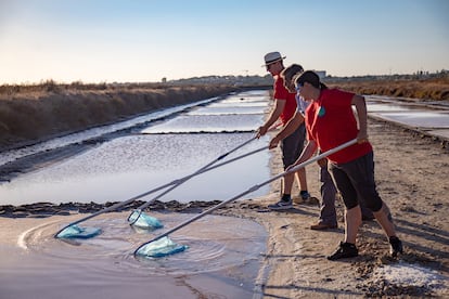 Los emprendedores de la empresa Mar Natural aprenden a recoger la flor de sal del salinero Demetrio Berenguer en La Esperanza, la salina artesanal que la Universidad de Cádiz ha habilitado como vivero empresarial para aprender el oficio.