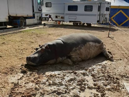 Un hipopótamo descansa al sol en las instalaciones del Circo Roma Dola, el pasado 10 de noviembre, en la localidad de Salar (Granada).