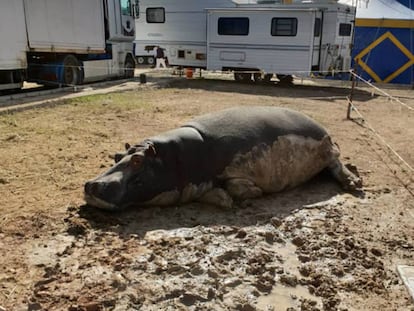 The circus hippo lying in the sun in Salar (Granada).