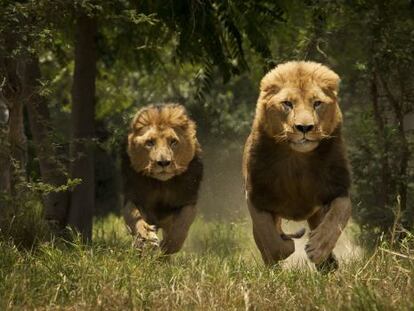 Historias de verano: los leones del Tsavo