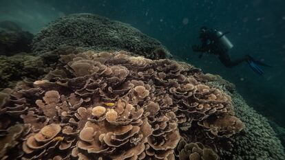 Arrecifes de coral amenazados por el aumento de la temperatura del agua debido al cambio climático y las actividades pesqueras en Zanzíbar, una isla de Tanzania.