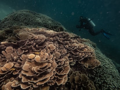 Arrecifes de coral amenazados por el aumento de la temperatura del agua debido al cambio climático y las actividades pesqueras en Zanzíbar, una isla de Tanzania.