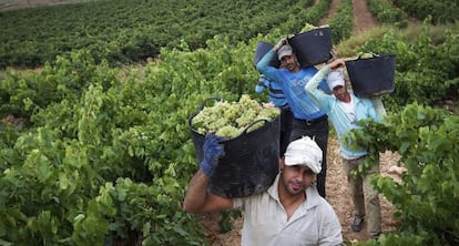 Grape pickers in Aldeanueva de Ebro (La Rioja) during the last harvest.