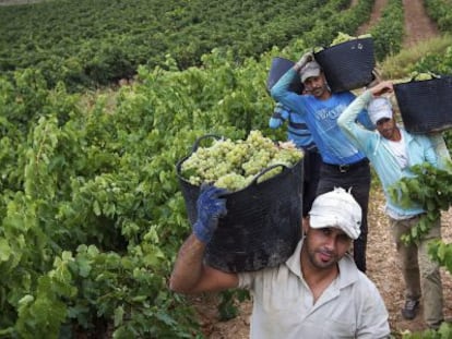 Grape pickers in Aldeanueva de Ebro (La Rioja) during the last harvest.