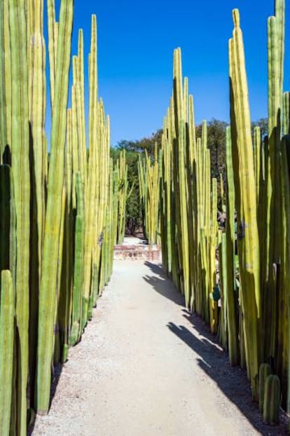 El Jardín Etnobotánico de Oaxaca.