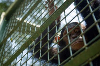 Um chimpanzé em uma jaula durante sua reabilitação depois de ser resgatado no Centro de Educação de Vida Silvestre de Uganda.