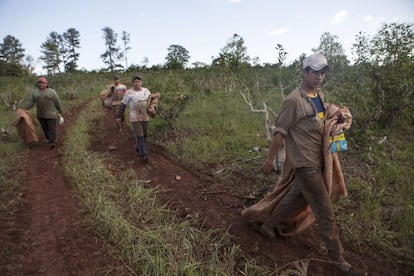 En 50 minutos los campesinos pueden llegar a cosechar 100 kilos, pero algunos demoran hasta dos horas para recoger esa cantidad.