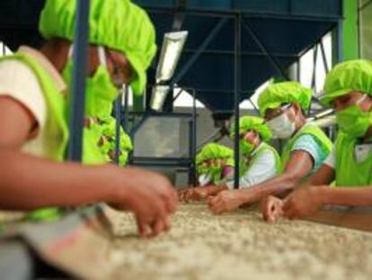 Perú gana 80.000 hectáreas a la hoja de coca con cultivos alternativos