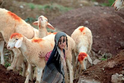 Una niña junto a ovejas exhibidas para la venta a lo largo de una carretera en Islamabad, Pakistán, el 25 de agosto.