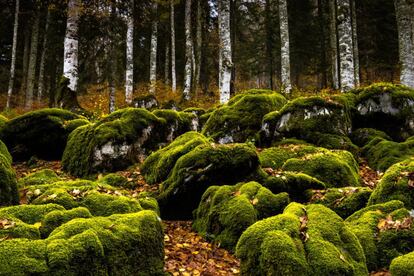When fall comes to the Irati Forest, one of the largest ever to have existed in Europe, located in the western Pyrenees of Navarre, visitors can enjoy the dream-like image of green lichen that smothers the rocks and tree trunks, as it mixes with the reds and oranges of fallen leaves. This sweeping forest, which spreads across 17,000 hectares and changes color with each season, can be reached via Orbaitzeta or from Ochagavía.